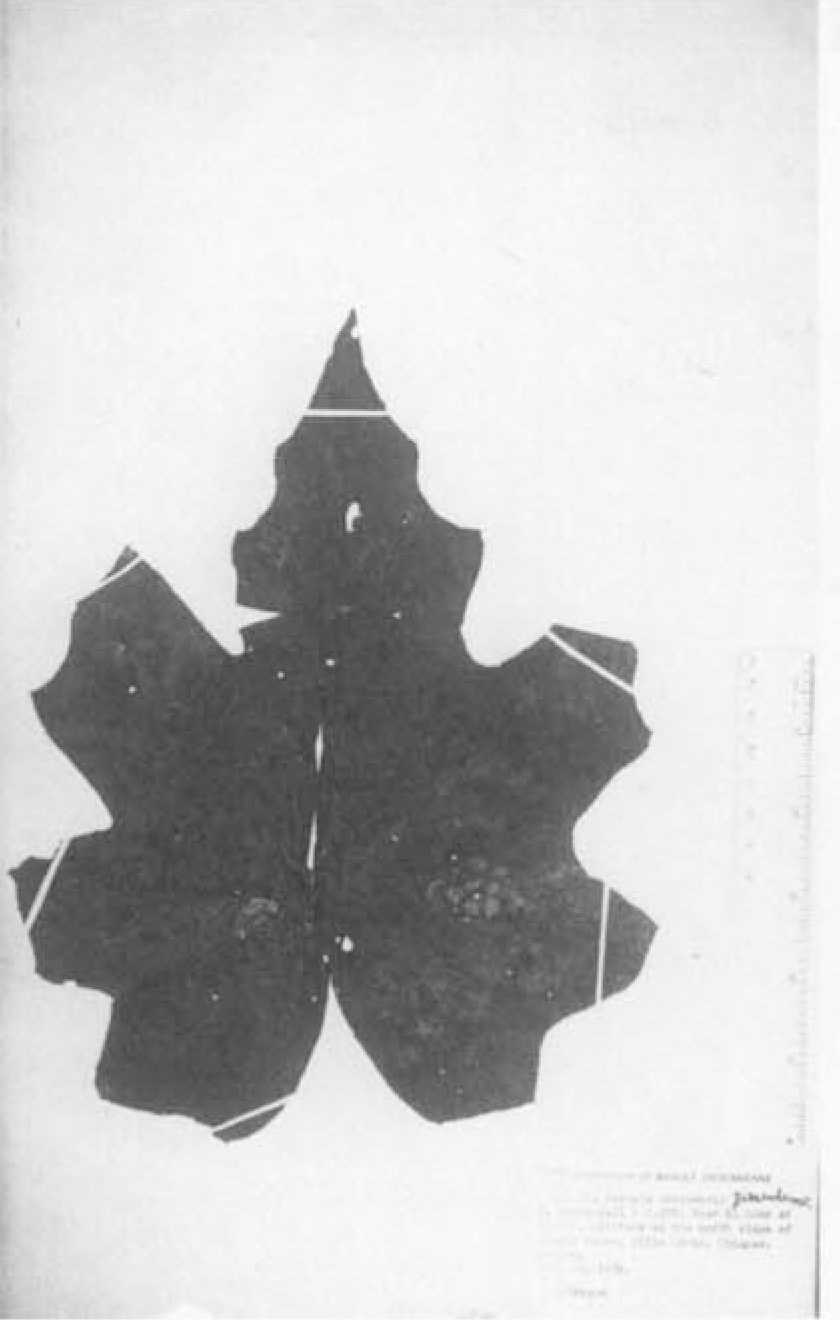 B. corzoensis